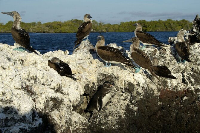 8-day-galapagos-island-hopping-backpack-style-los-tuneles-and-kicker-rock