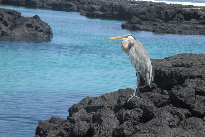 8-day-galapagos-island-hopping-tour-explore-5-islands-snorkelhike-wildlife