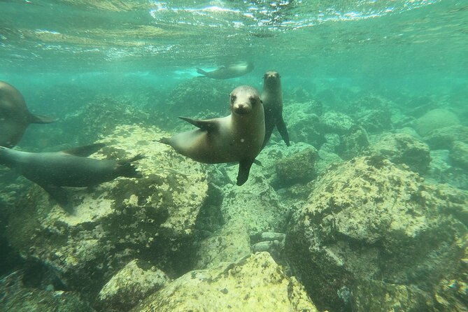 8-day-galapagos-island-hopping-tour-isabela-giant-tortoises-and-snorkeling