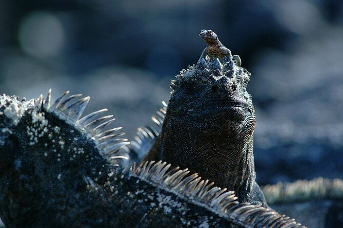 8-day-galapagos-island-hopping-tour-isabela-giant-tortoises-and-snorkeling