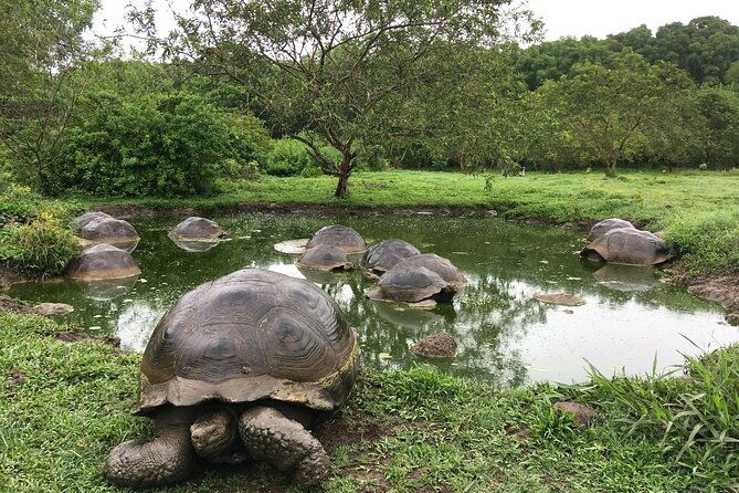 8-day-galapagos-island-hopping-tour-isabela-giant-tortoises-and-snorkeling
