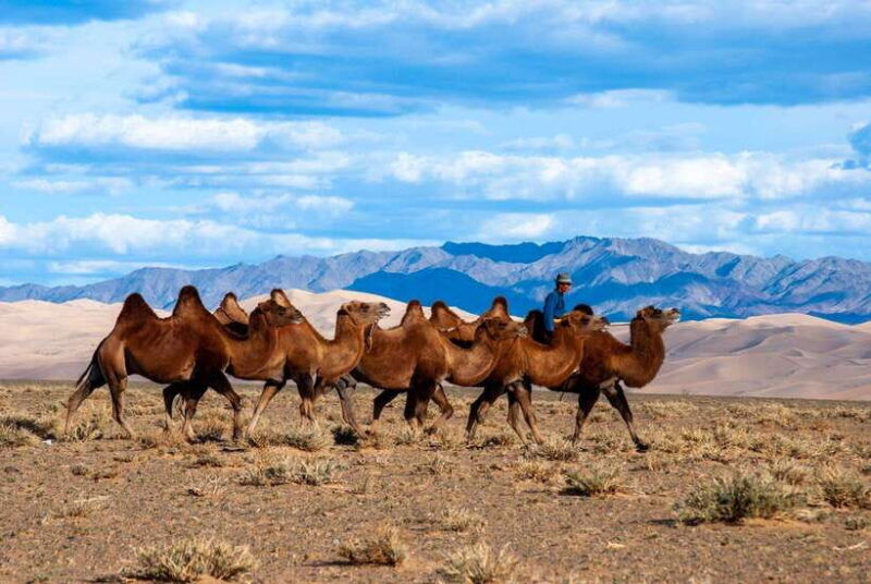8-day-gobi-and-central-mongolia