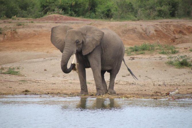 8 Day Gorilla Trek, Wildlife Safari and Chimp Habituation Experience - Key Points