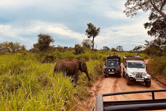 8 Day Guided Sri Lanka Cultural Heritage Tour - Exploring the Heart of Sri Lanka: In-Depth Review
