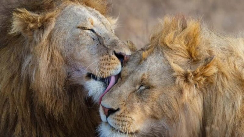 8-Day Kenya Safari: Samburu, Amboseli, Mara & More - From Samburu to Aberdares: A Change of Scenery