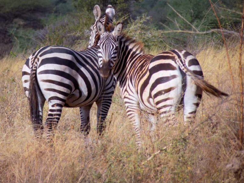 8-Day Kenya Safari: Samburu, Amboseli, Mara & More - Moving to Amboseli with Mount Kilimanjaro in View