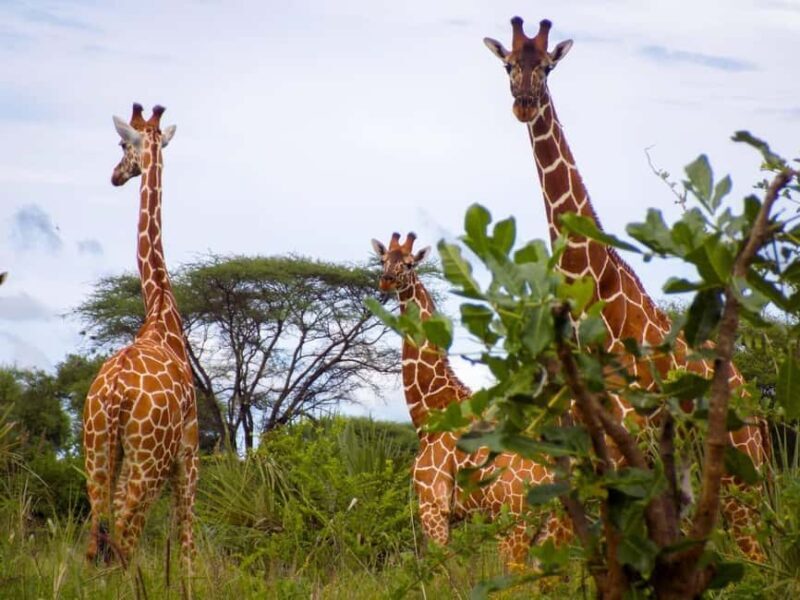 8-Day Kenya Safari: Samburu, Amboseli, Mara & More - Lake Nakuru: Pink Flamingos and Rhinos