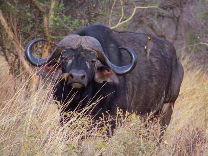 8-Day Kenya Safari: Samburu, Amboseli, Mara & More - To the Maasai Mara: The Heart of the Safari