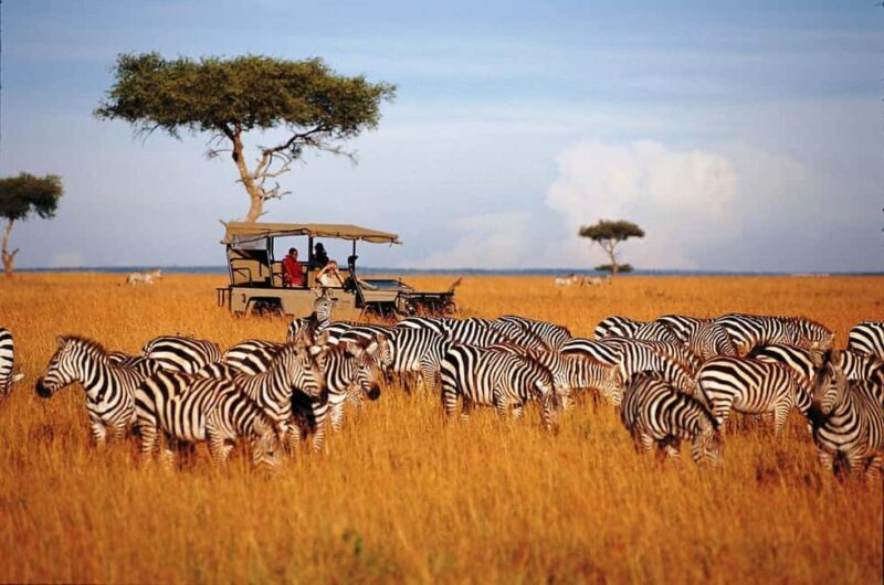 8-Day Kenya Safari: Samburu, Amboseli, Mara & More - Concluding with a Morning Game Drive