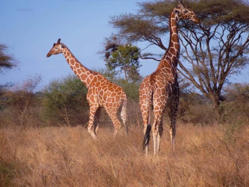 8-Day Kenya Safari: Samburu, Amboseli, Mara & More - Overall Value and Experience