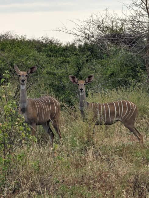 8-Day Kenya Safari Samburu, Ol Pejeta & Masai Mara Adventure - Key Points