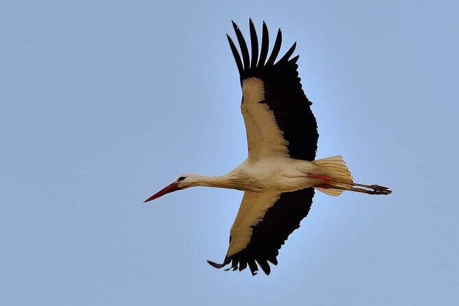 8-Day Luxury Tour from Casablanca to Marrakech via Fes-Merzouga - FAQs