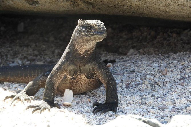 8-day-machu-picchu-galapagos-superior-ultimate-bucket-list-experience