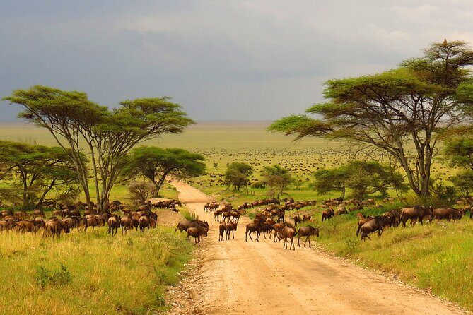 8 Day Mid Range Serengeti Wildebeests Migration - FAQ