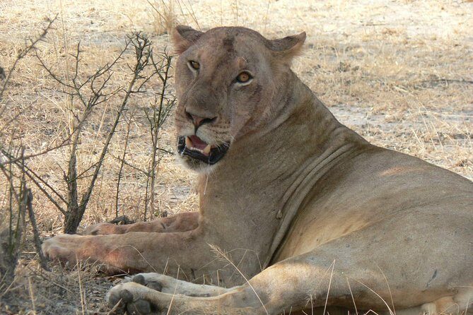 8-Day Mikumi National Park and Zanzibar Beach Holiday - Key Points