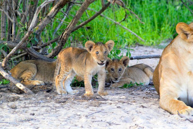8-Day Mikumi National Park and Zanzibar Beach Holiday - Starting with Mikumi National Park: A Short but Sweet Safari