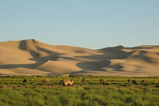 8 Day Mongolia Gobi desert 4WD Adventure Tour - The Full Experience Breakdown: What to Expect