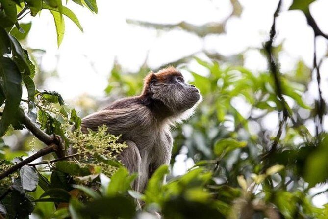 8-Day Murchison Falls, Chimp and Epic Gorilla Trekking Safari - Key Points  