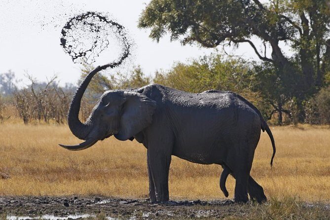 8 Day Okavango Safari - Wilderness Trail (Inner Delta & Moremi) - A Genuine Look at the 8-Day Okavango Safari – Wilderness Trail (Inner Delta & Moremi)