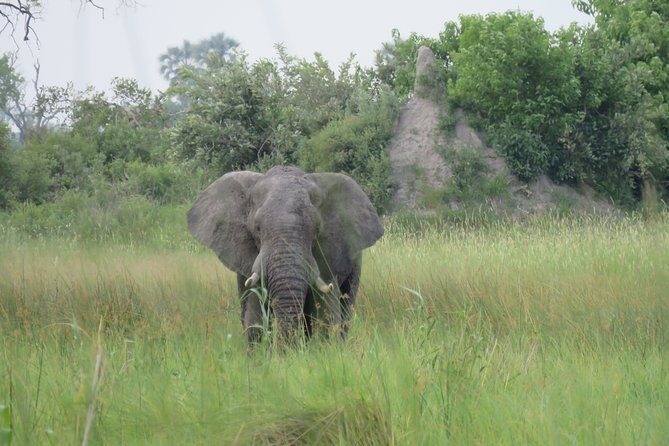 8 Day Okavango Safari - Wilderness Trail (Inner Delta & Moremi) - Authentic Experiences Reported by Reviewers