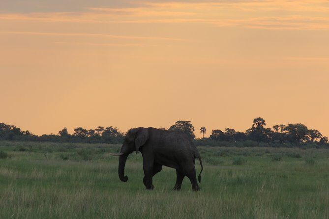 8 Day Okavango Safari - Wilderness Trail (Inner Delta & Moremi) - The Sum Up: Is This Safari Right for You?