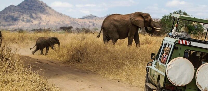 8-day premium safari in Kenya and Tanzania - Key Points