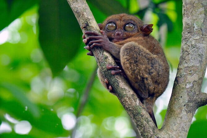 8-Day Private Cebu and Bohol Tour in the Philippines - The Itinerary in Detail