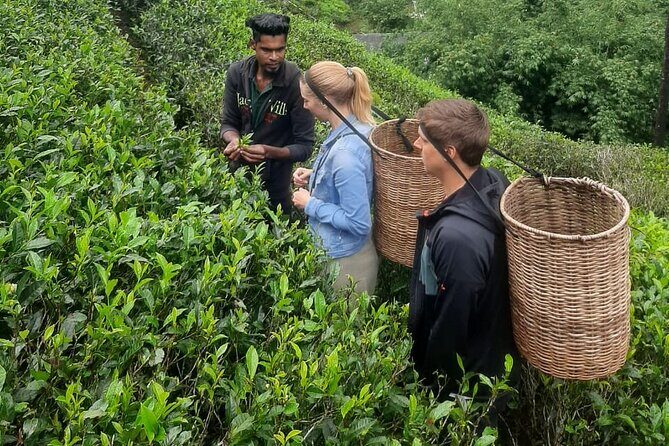 8 Day Private Customizable Tour of Sri Lanka - Cost & Value Analysis