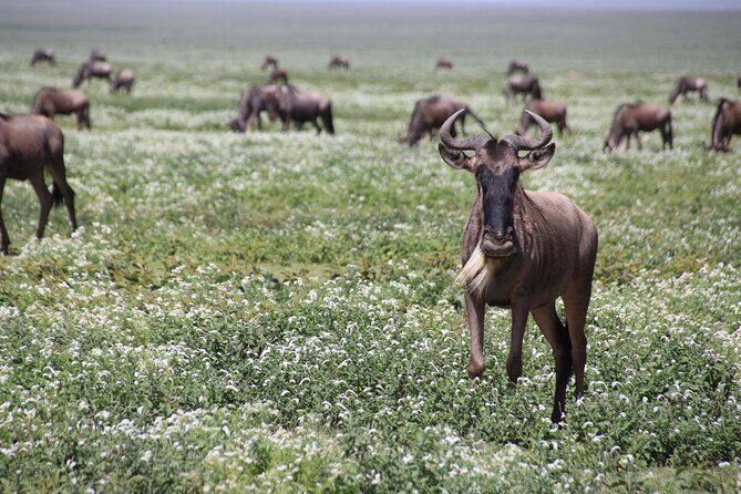 8-Day Private Guided Tanzania Safari with Pick Up - The Value of the Price Tag