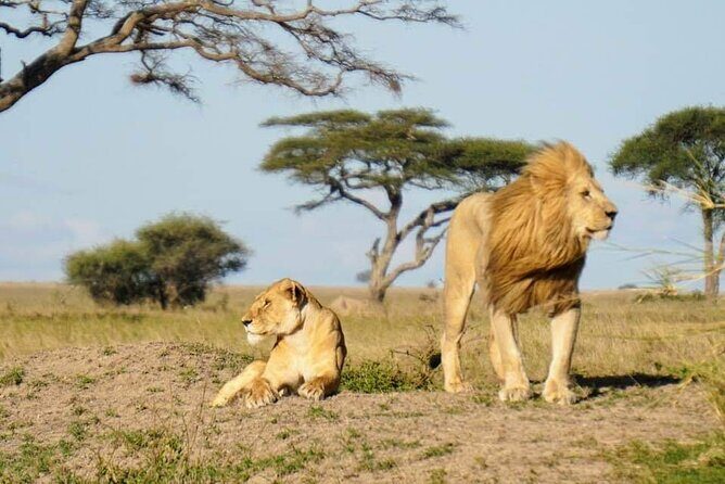 8-Day Private Guided Tanzania Safari with Pick Up - FAQs