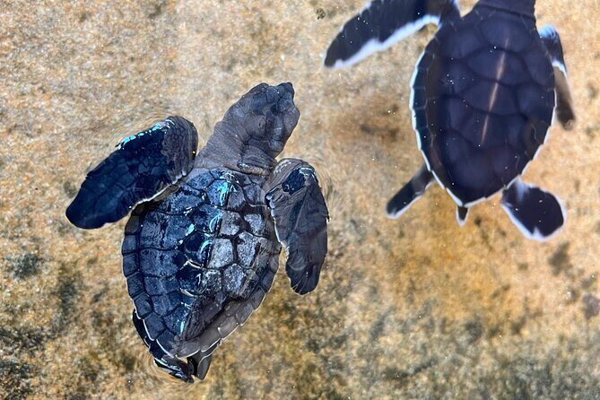 8-Day Private Tour Package with Personal Driver and Vehicle - FAQ