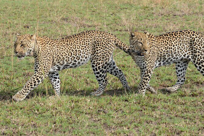8-Day Private Uganda Big 5 Luxury Safari with Gorillas and Chimps - An In-Depth Look at the 8-Day Uganda Safari