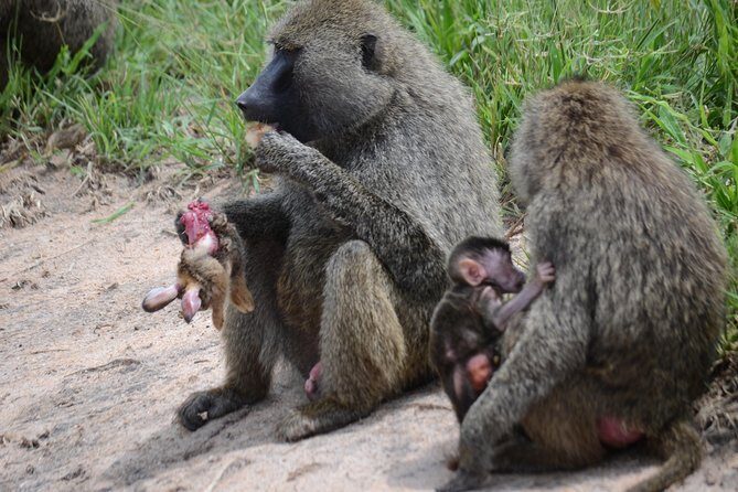 8 Day private wildebeest migration safari Serengeti Ngorongoro - Practical Considerations and Tips