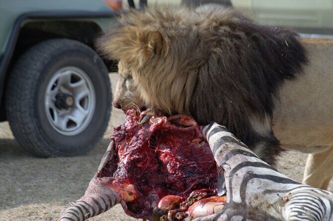 8 Day private wildebeest migration safari Serengeti Ngorongoro - The Sum Up