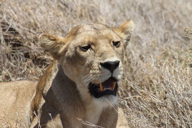 8 Day private wildebeest migration safari Serengeti Ngorongoro - FAQ