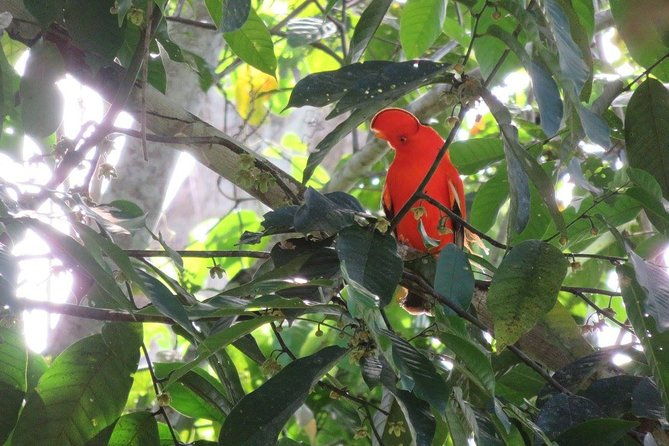 8-day-rupununi-savanna-and-kaieteur-water-falls-adventure-from-georgetown