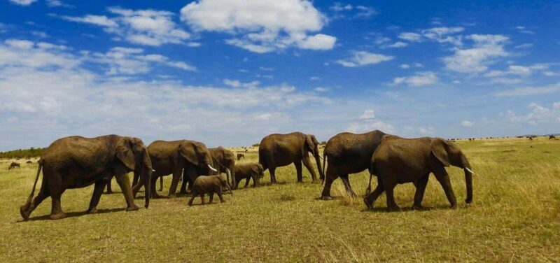 8-Day Safari and Zanzibar Escape - A Detailed Look at the 8-Day Safari and Zanzibar Escape