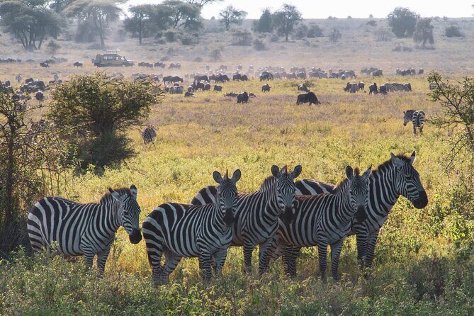 8 Day Safari The Best of Tanzania & Lake Eyasi - Key Points