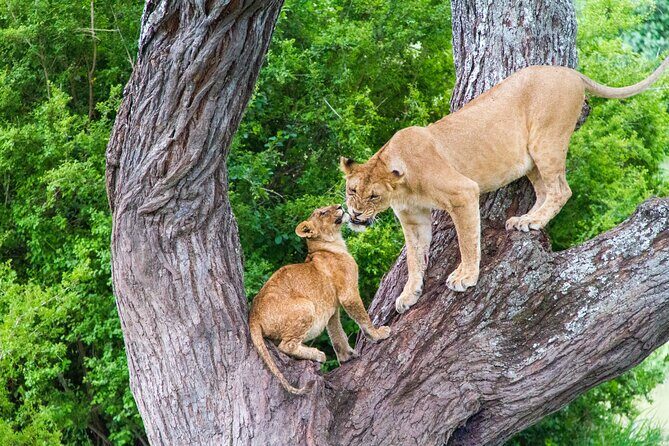 8 Day Safari The Best of Tanzania & Lake Eyasi - Who Is This Tour Best For?