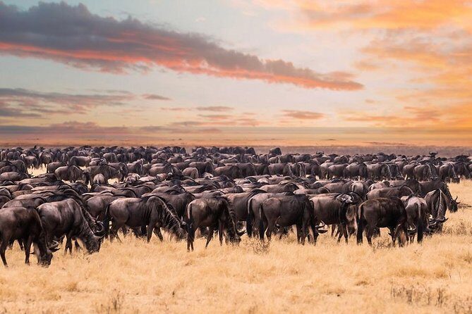 8 Day Spectacular Migration Serengeti mid -Range Tanzania Safari - Exploring the Full Safari Experience