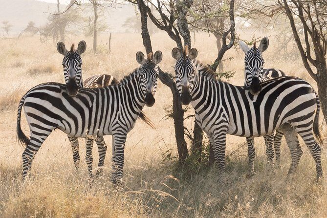 8 Day Spectacular Migration Serengeti mid -Range Tanzania Safari - Frequently Asked Questions
