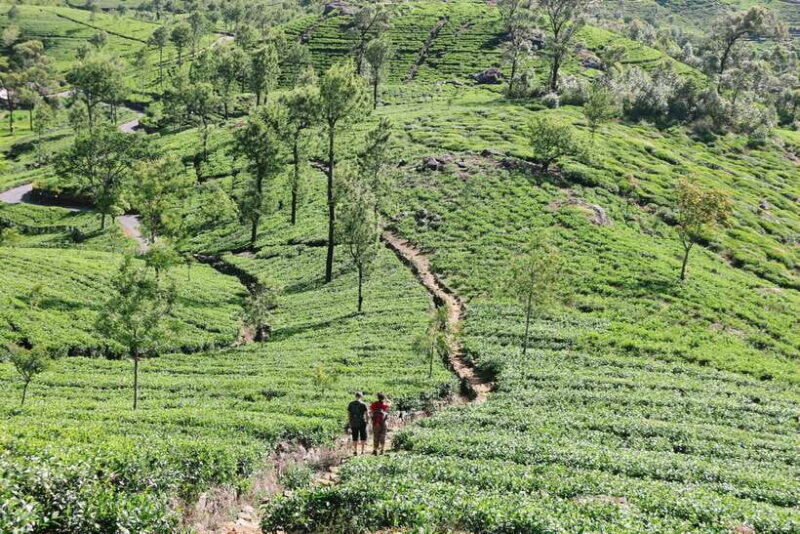 8-day-sri-lanka-tour-history-nature-culture-wildlife