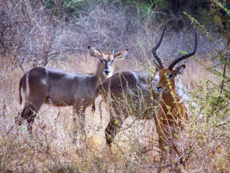 8-Day Ultimate Kenya Safari: Mara, Nakuru, Amboseli & Tsavo - Practical Aspects: Transportation & Logistics