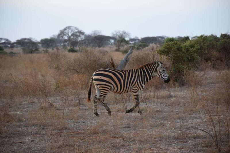 8-Day Ultimate Kenya Safari: Mara, Nakuru, Amboseli & Tsavo - Final Thoughts: Is This Safari Right for You?