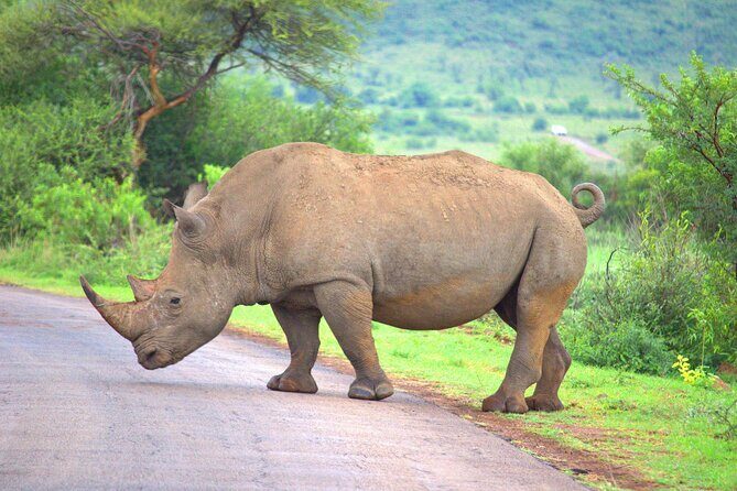 8 Days / 7 Nights 2021 / 2022 Wildebeest Migration Safari - Maasai Mara Reserve - FAQs