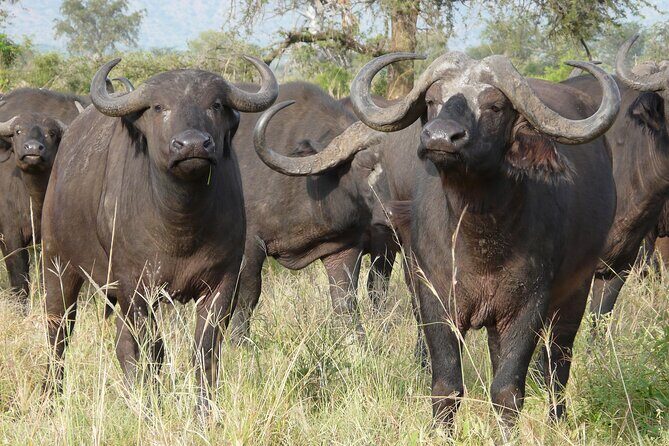 8 Days / 7 Nights 2021 / 2022 Wildebeest Migration Safari - Maasai Mara Reserve - Final Thoughts