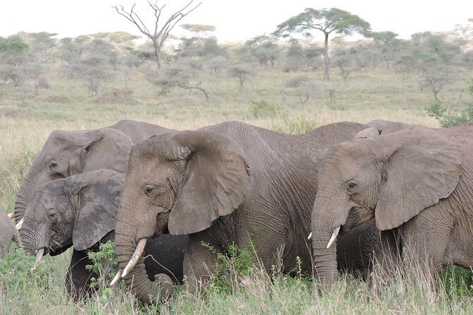 8 days 7 nights best Kenya and Tanzania private lodging safari - Introduction: Why This Safari Stands Out