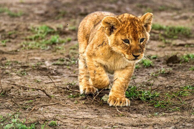 8 Days 7 Nights Kenyan Luxury Safari - Potential Drawbacks or Considerations