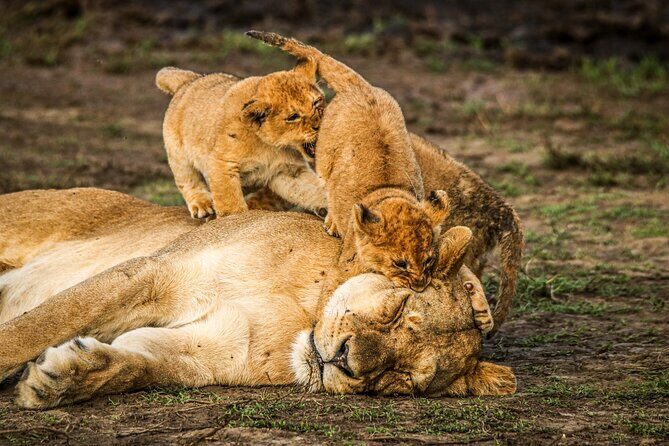 8 Days 7 Nights Kenyan Luxury Safari - FAQs