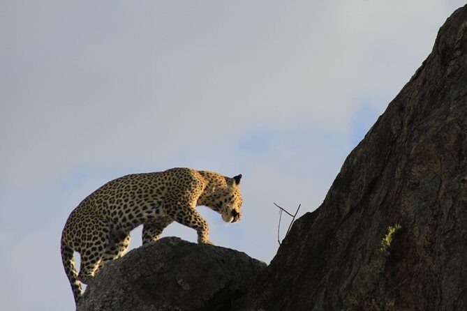 8 Days 7 Nights Private Lodge Safari - Price and Value: Is It Worth It?